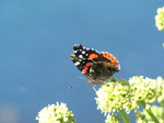 SX09145 Red Admiral butterfly (Vanessa atalanta).jpg